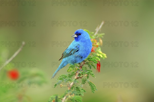 Indigo bunting (Passerina cyanea), male