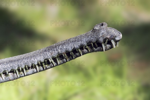 Indian Gharial (Gavialis gangeticus), teath, Gavial
