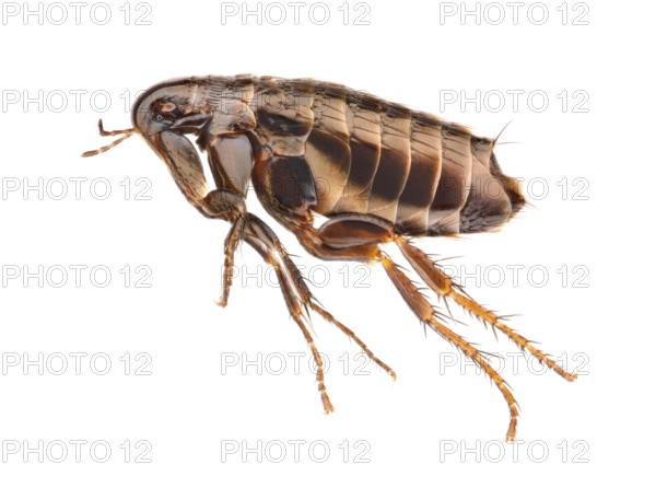 Flea (Siphonaptera) in side view against white background
