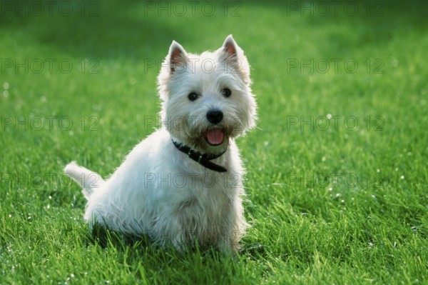 West Highland White Terrier, Westie