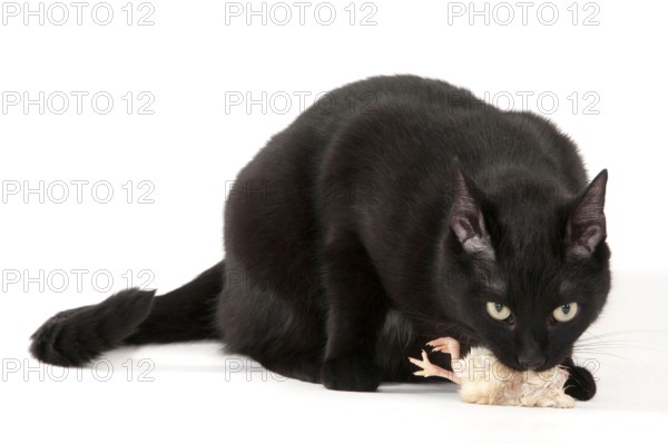 Domestic cat, black, BARF, chicken chicks, raw feeding, day-old chicks