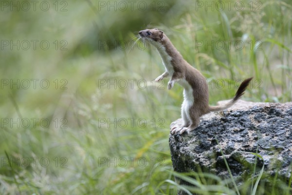 Stoat (Mustela erminea) in summer coat, Grosswiesel, Lower Saxony, Germany, Europe