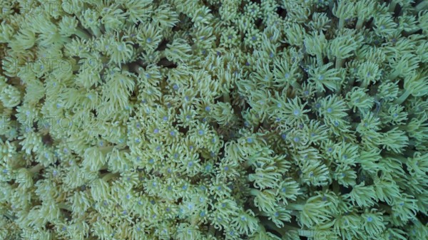 Close-up, Colonies of Flowerpot coral or Anemone coral (Goniopora columna) . Coral polyps feed by filtering on plankton. Natural background of coral polyps, Red sea, Egypt, Africa