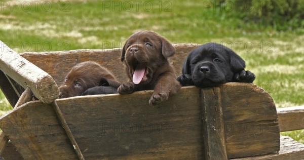 Labrador Retriever, Brown and Black Puppies in a Wheelbarrow, Normandy in France