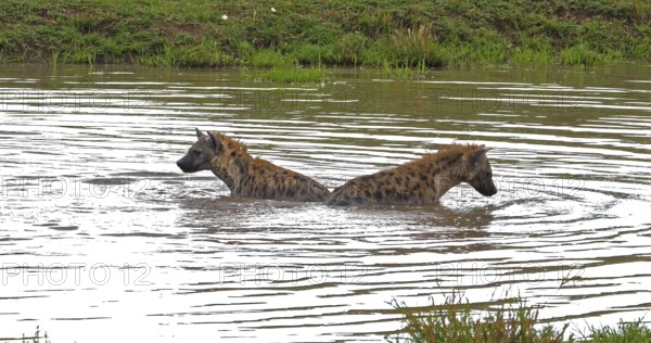 Spotted Hyena (crocuta crocuta), Adults playing in water, Masai Mara Park in Kenya