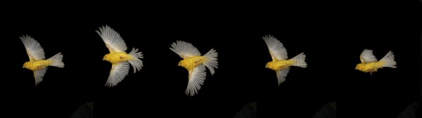 Yellow Canary (serinus canaria), Adult in flight against Black Background