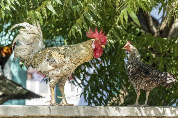 Domestic fowl, cock and hen, Gili Trawangan, Lombok, West Nusa Tenggara, Indonesia, Southeast Asia, Asia