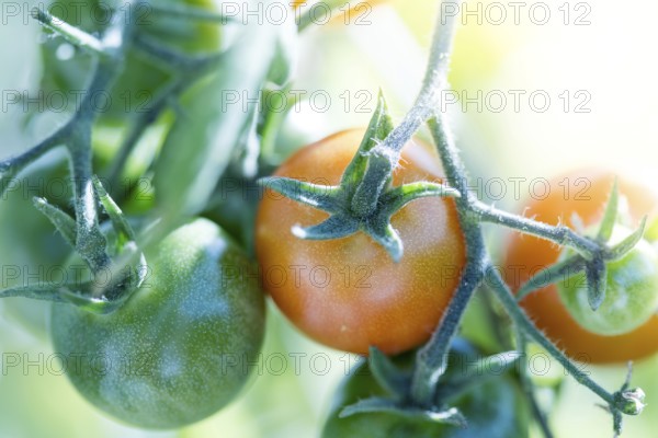 Close up of red and green organic tomatoes on green branch, self cultivation