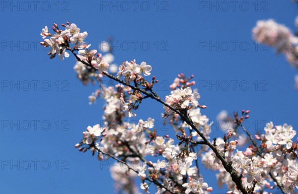 Prunus × yedoensis (Prunus x yedoensis), Yoshino cherry, blossoms, rose family, Rosaceae, ornamental plants, branch, twig, blossom, pink, spring, landscape, horizontal
