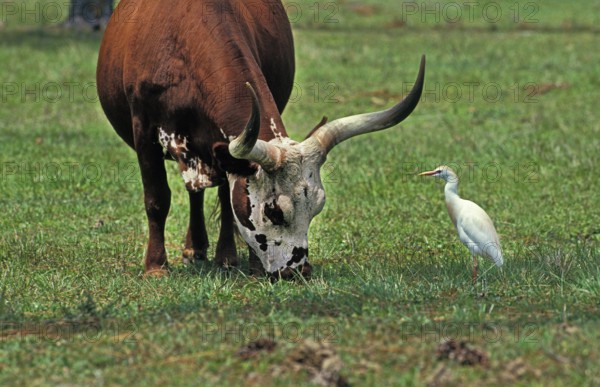 Longhorn Cow with Cattle Egret (bubulcus ibis)