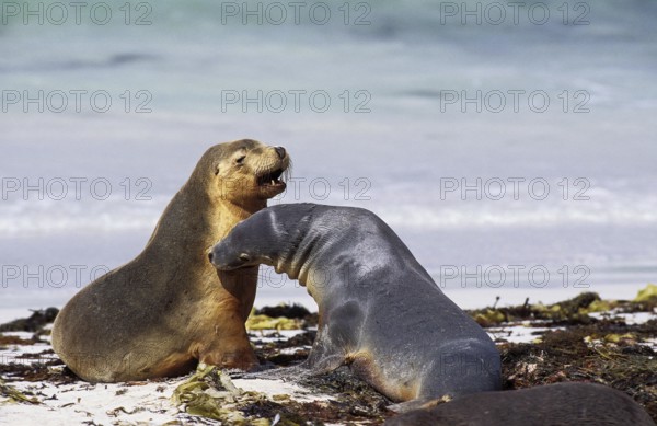 Australian Sea Lion (neophoca cinerea), Females standing on Beach, Australia, Oceania