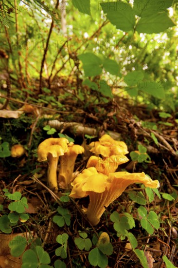 Chanterelle (Cantharellus cibarius) Rhineland-Palatinate, Germany, Europe