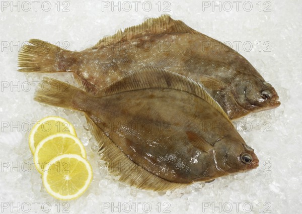 FRESH BRILL (scophthalmus rhombus) WITH YELLOW LEMON ON ICE