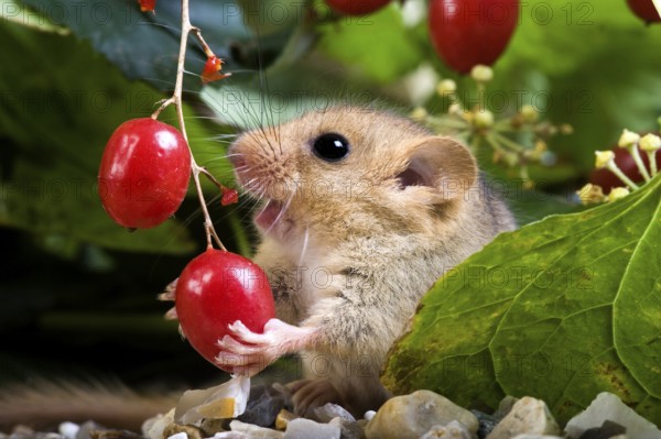 Hazel dormouse (muscardinus avellanarius), adult eats berries, Normandy
