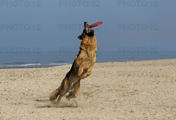 German shepherd dog, male catching Frisbee, beach in Normandy