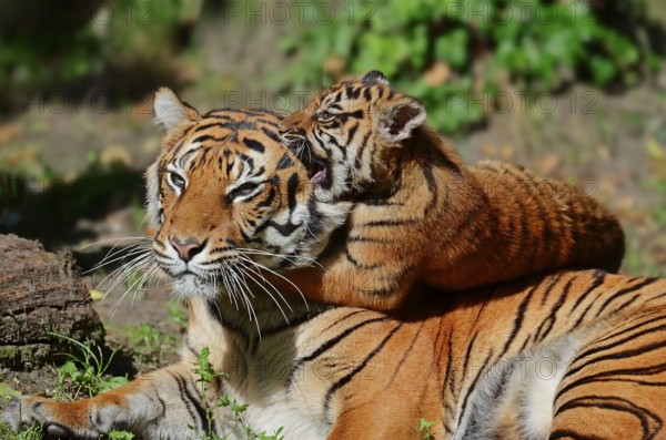 Sumatran tiger (Panthera tigris sumatrae), female with young (Panthera sumatrae), Sumatran tiger