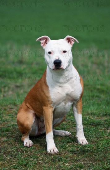 American Staffordshire Terrier, Pit Bull, Bitch