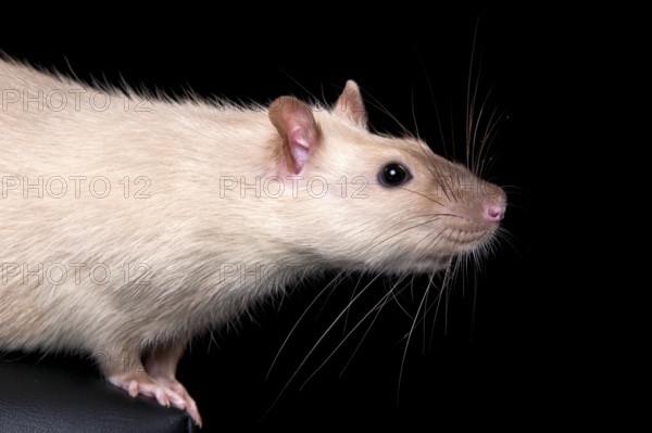 Colour rat, male
