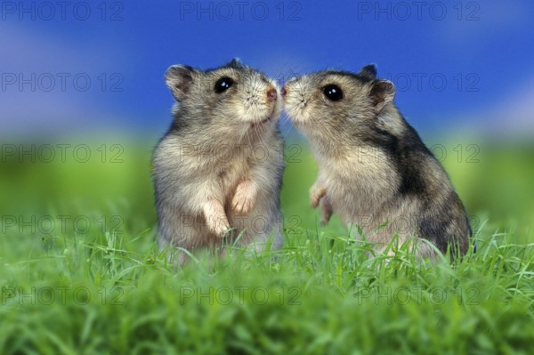 Russian Dwarf Hamster (Phodopus sungorus), pair