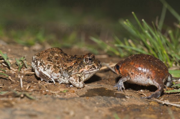 Tremolo Sand Frog, juvenile, and Bushveld Rain Frog, juvenile, blown up for defence, Hidden Valley, KwaZulu-Natal, South Africa (Tomopterna cryptotus) (Breviceps adspersus)