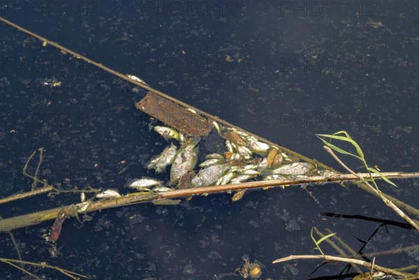 Dead fish along the banks of the River Noyyal, following mass death of fish owing to discharge of dyeing unit effluents into the River. Coimbatore, Tamil Nadu, South India, India, Asia