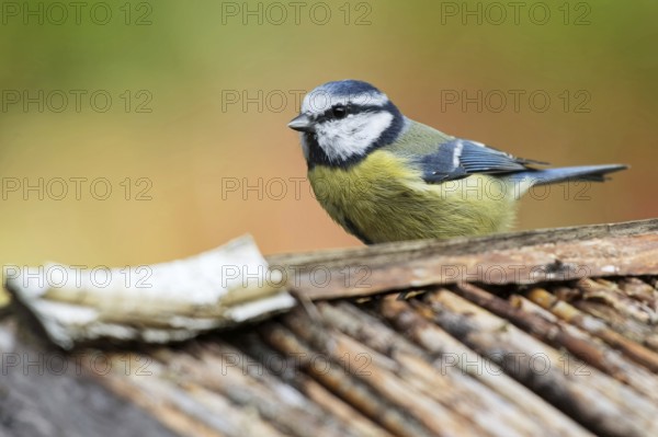 Blue tit in autumn