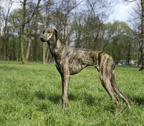 Sloughi dog on grass