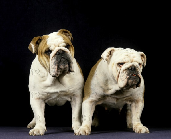 English Bulldog against Black Background