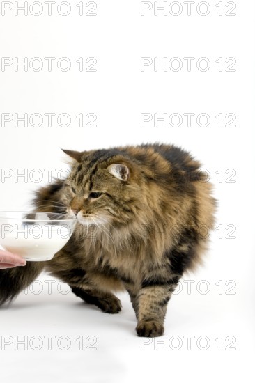 ANGORA DOMESTIC CAT, MALE WITH BOWL OF MILK AGAINST WHITE BACKGROUND