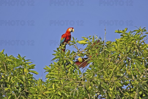 Scarlet Macaw (ara macao), Pair perched on Mango Tree, Los Lianos in Venezuela