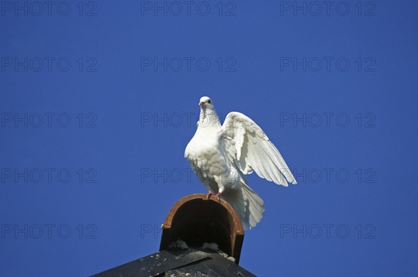 White Dove (columba livia), Adult with open Wings