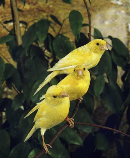 Yellow Canaries (serinus canaria)