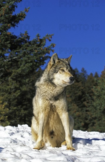 North American Grey Wolf (canis lupus occidentalis), Male sitting on Snow, Canada, North America