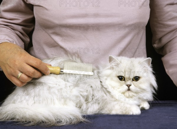 Woman Grooming a White Persian Domestic Cat, Brush
