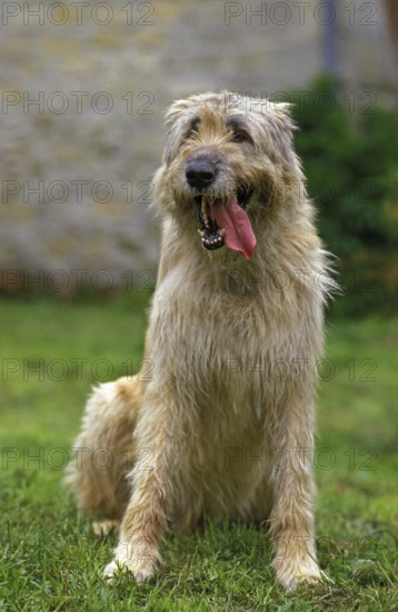 Irish Wolfhound, Dog sitting on Grass with Tongue out
