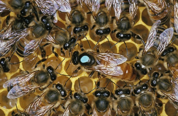 HONEY BEE (apis mellifera), HIVE WITH QUEEN AND WORKERS, FRANCE