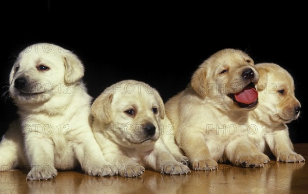 Yellow Labrador Retriever Puppies