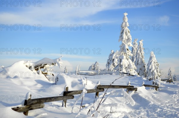 Black Forest, Black Forest in winter, spruce forest, Black Forest High Road, snowy landscape, at Schliffkopf, snow-covered trees