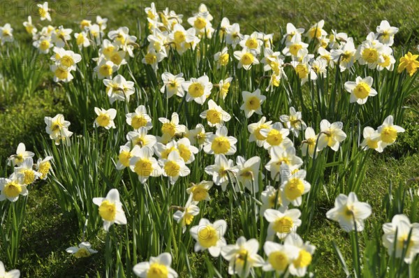 Daffodils flowering in spring in the meadow, yellow daffodil (narcissus pseudonarcissus), daffodil, trumpet daffodil, mullein