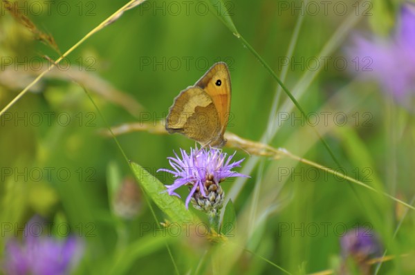 Fockenblume small hay butterfly on flower, meadow knapweed brown knapweed (Centaurea jacea), danube clouded yellow (Colias myrmidone)
