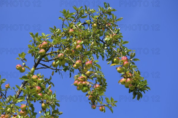 Apple tree, Branch, Variety : Alkmene