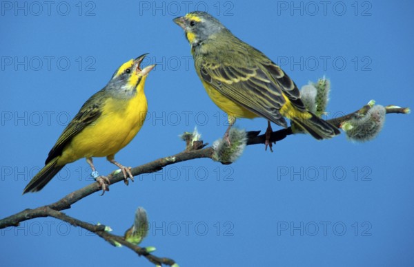 Yellow-eyed Canaries, pair (Ochrospiza mozambica)