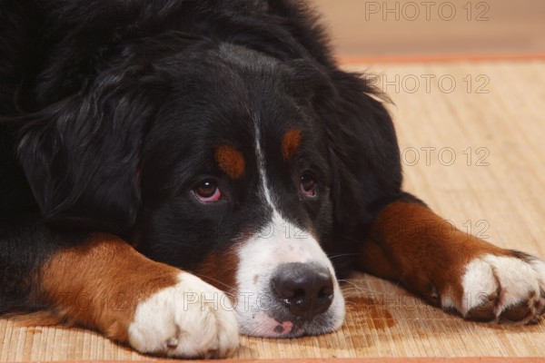 Bernese Mountain Dog