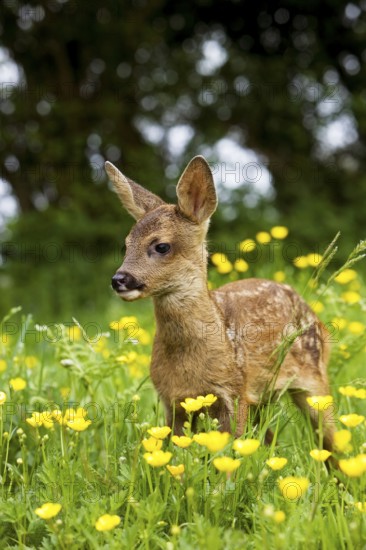 Roe Deer (capreolus capreolus), Fawn with Flowers, Normandy