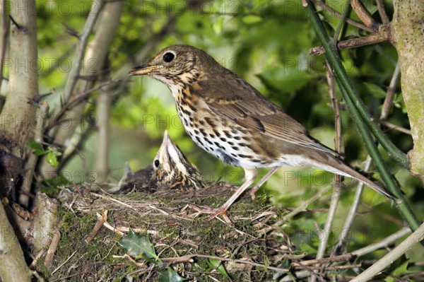 Song thrush (turdus philomelos), adult feeding chicks in nest, Normandy