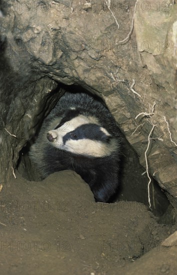 EUROPEAN european badger (meles meles), ADULT AT THE BURROW ENTRANCE, France, Europe