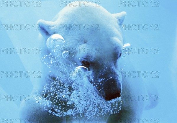 Polar bear (thalarctos maritimus), adult under water