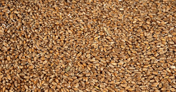 Wheat (triticum) falling against White Background