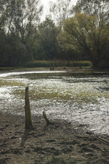 Low water level in Heidsee, pond, climate change, drought, ecology, Schwäbisch Hall, Hohenlohe, Kochertal, Heilbronn-Franken, Baden-Württemberg, Germany, Europe