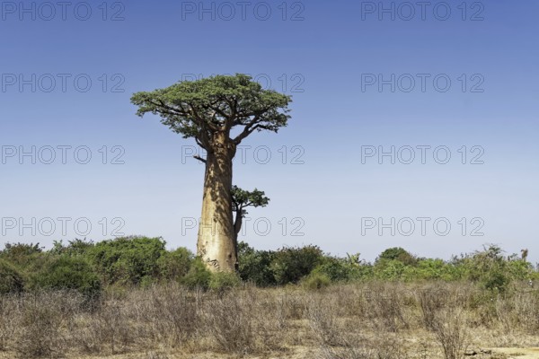 African baobab (adansonia digitata), Madagascar, Africa
